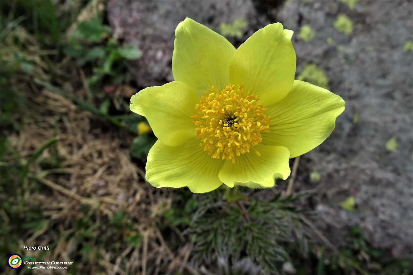 98  Pulsatilla alpina sulfurea.JPG
